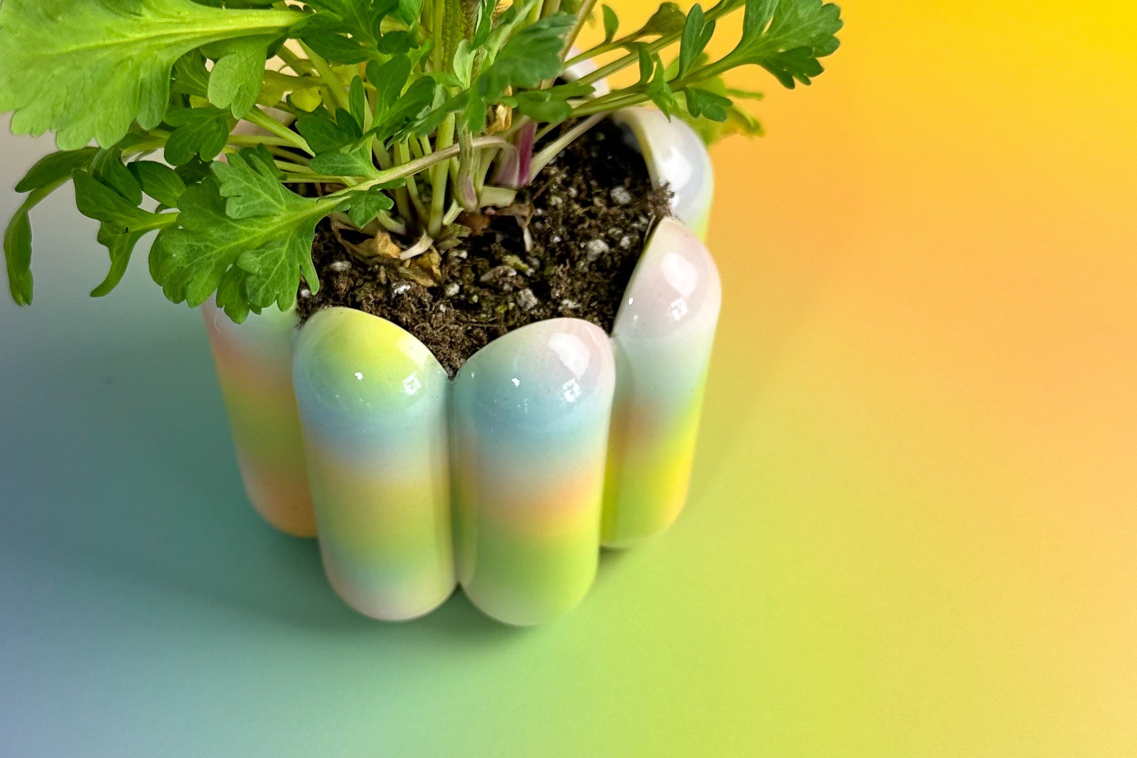 Scallop Planters