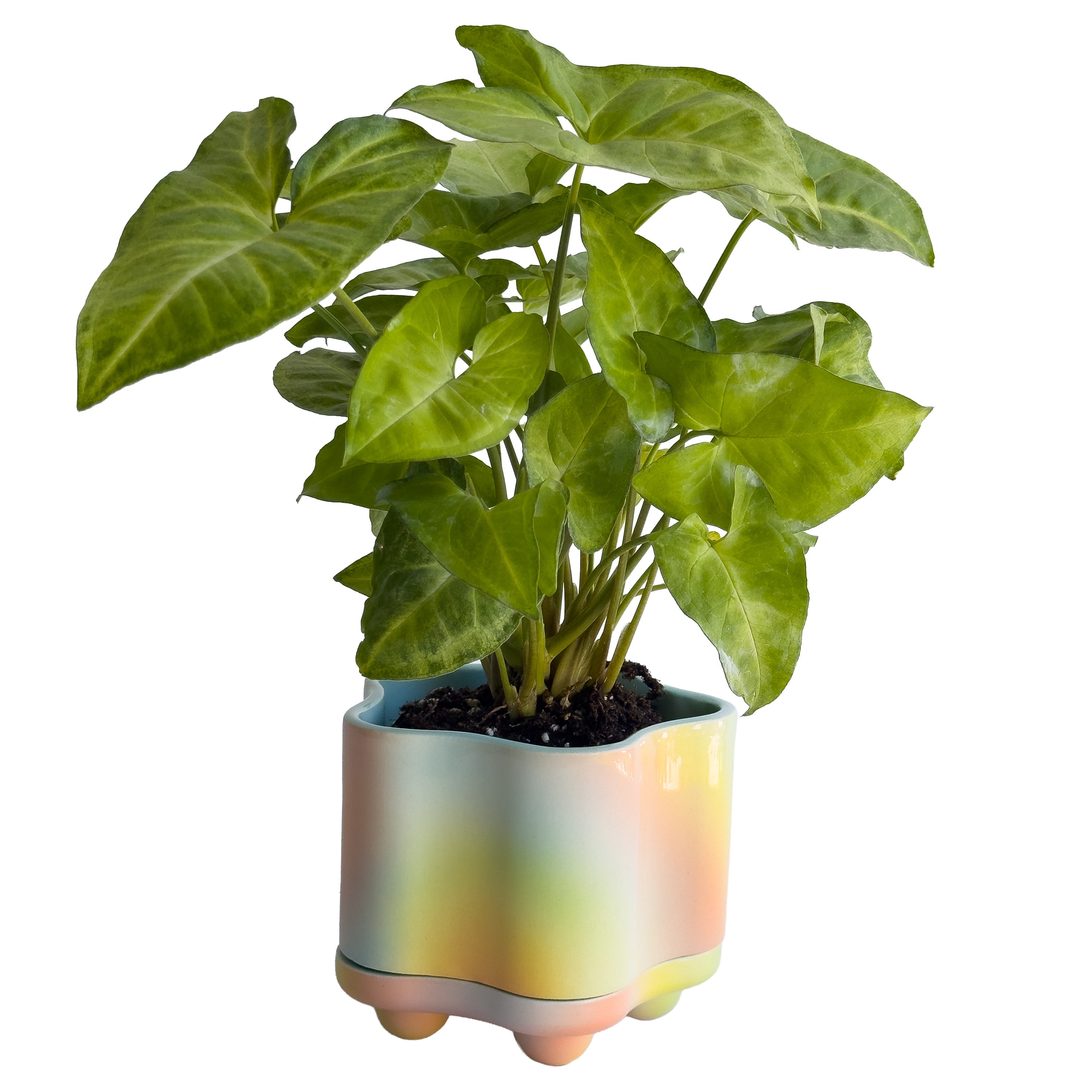 Udder Planter in Iridescent Magic