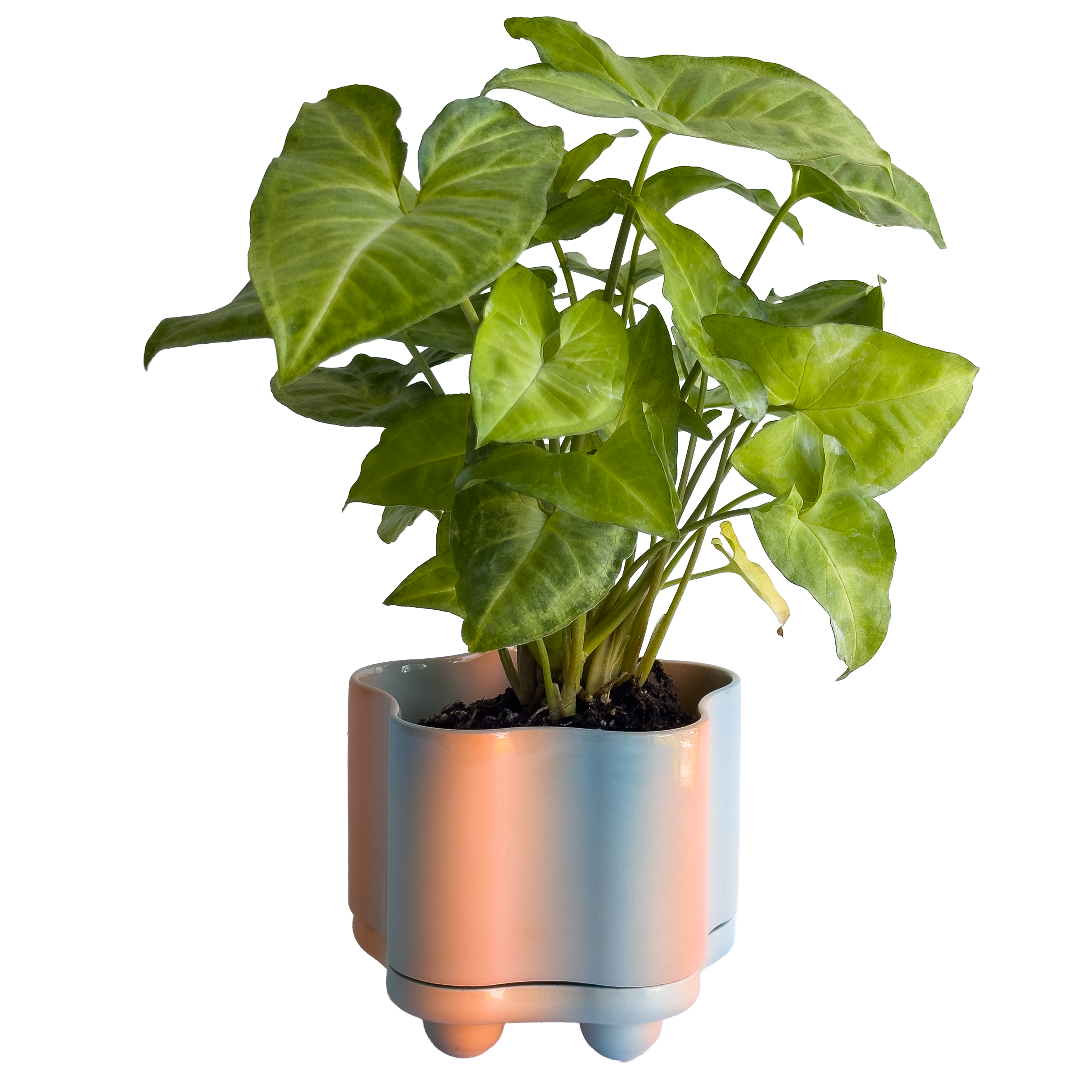 Udder Planter in Cotton Candy