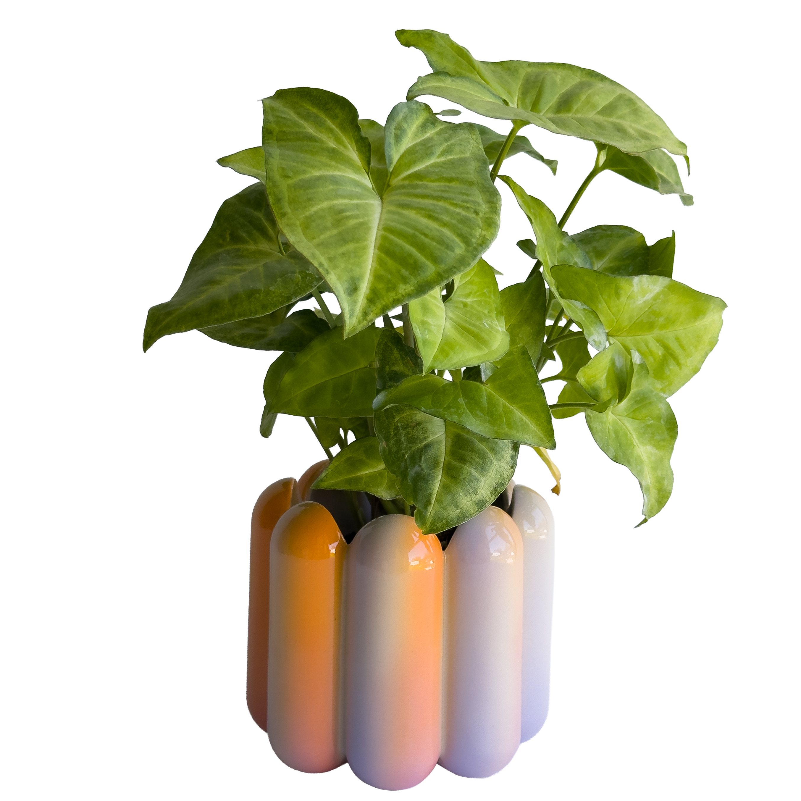Scallop Planter in Vibrant Sunset