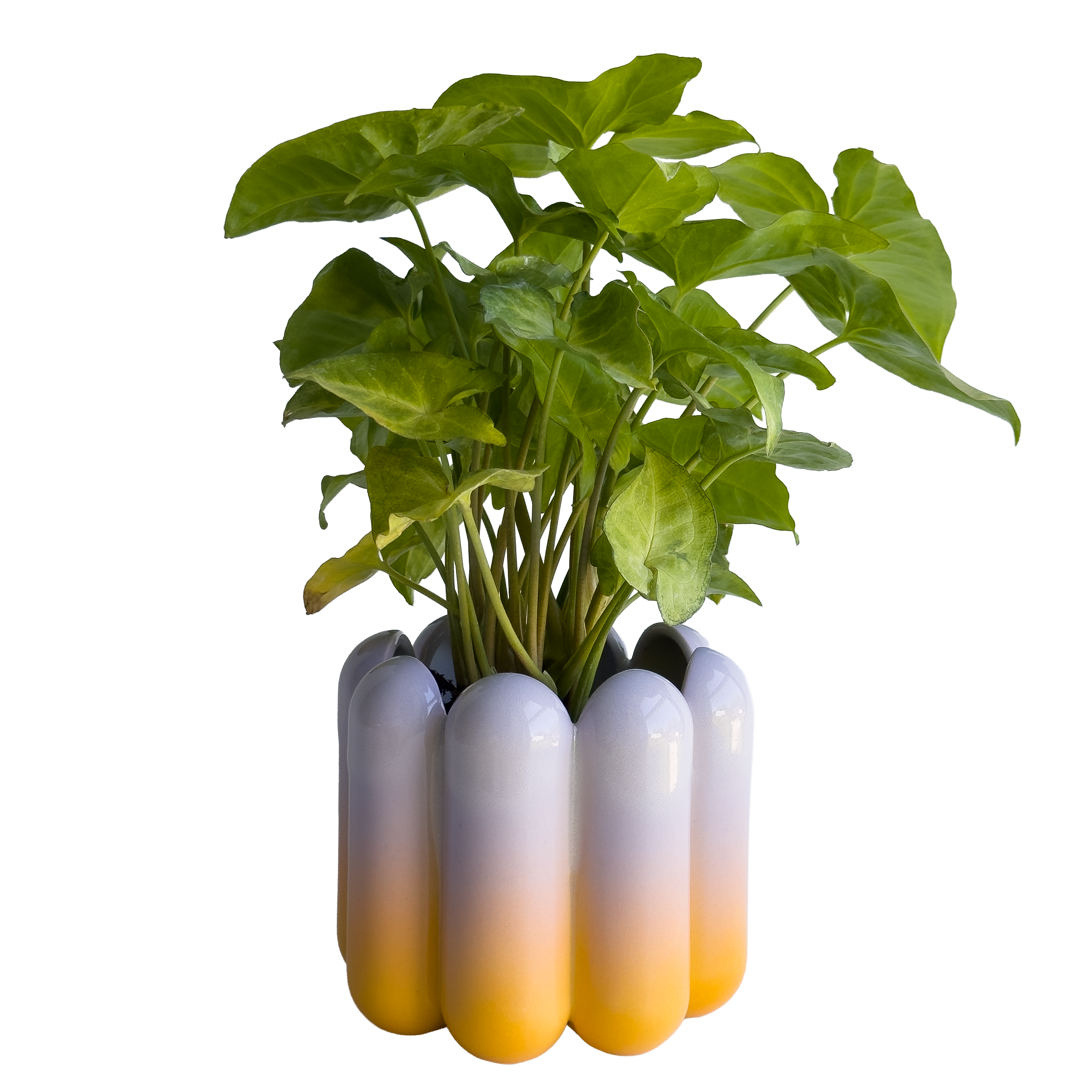 Scallop Planter in Sunset