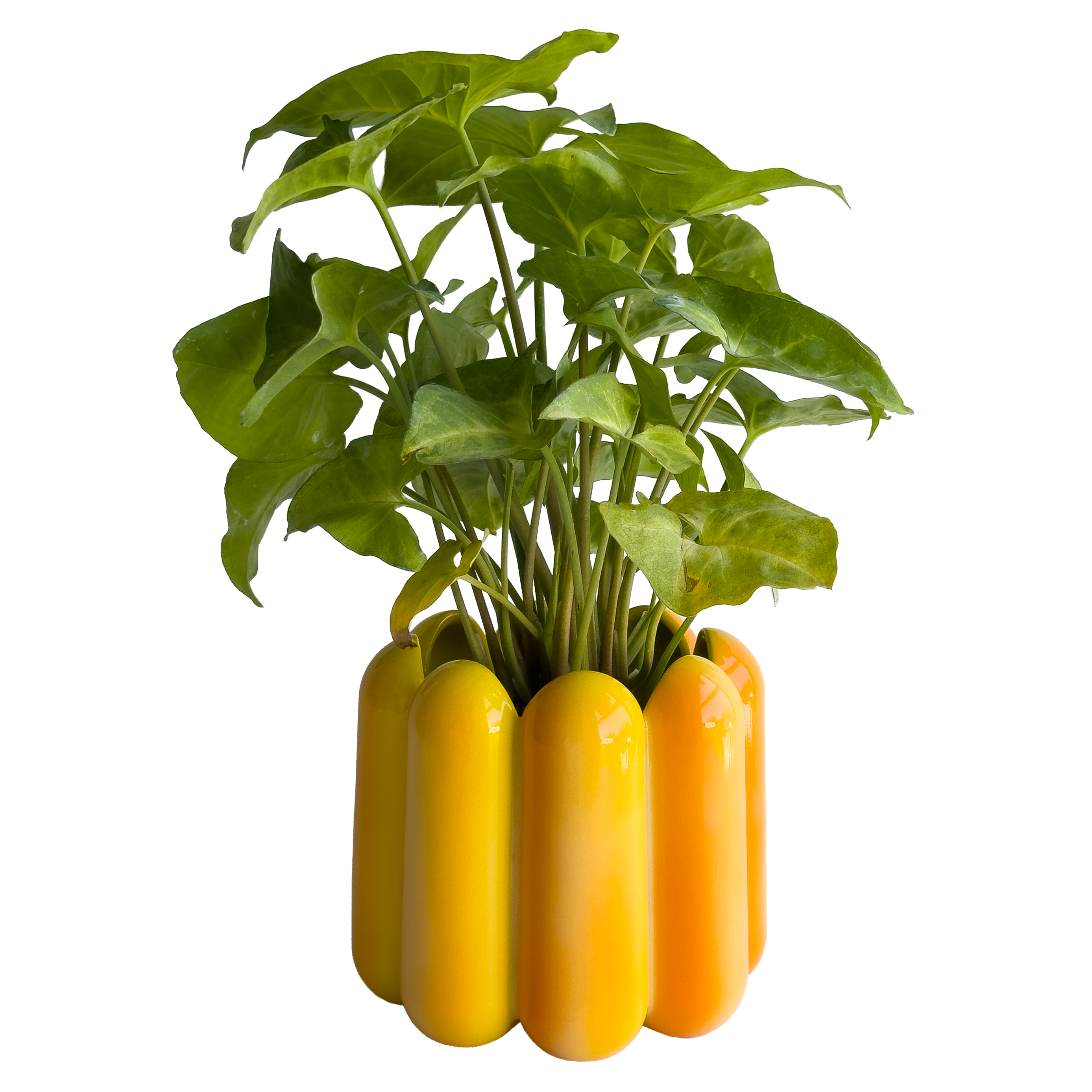 Scallop Planter in Sunflower