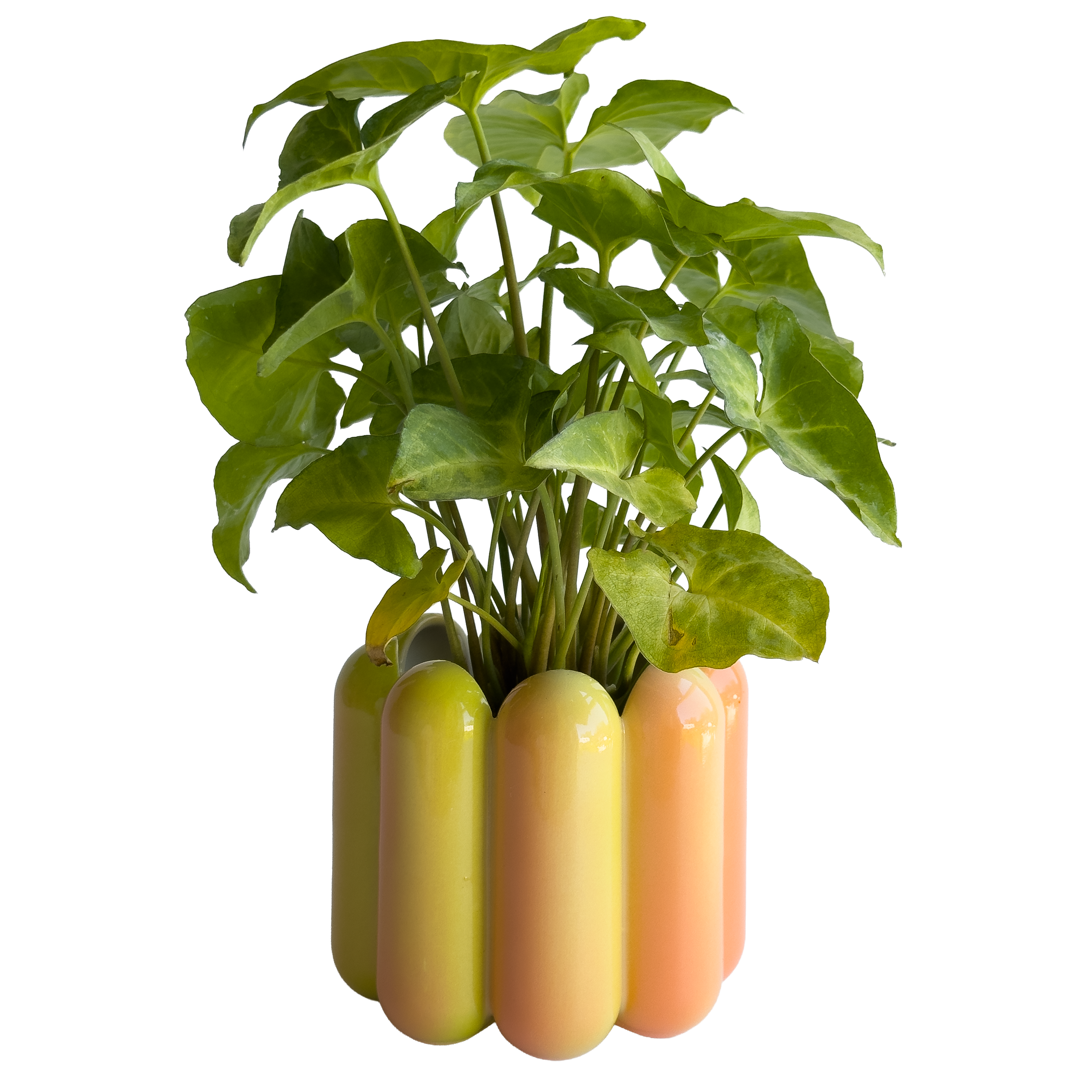 Scallop Planter in Neon Melon