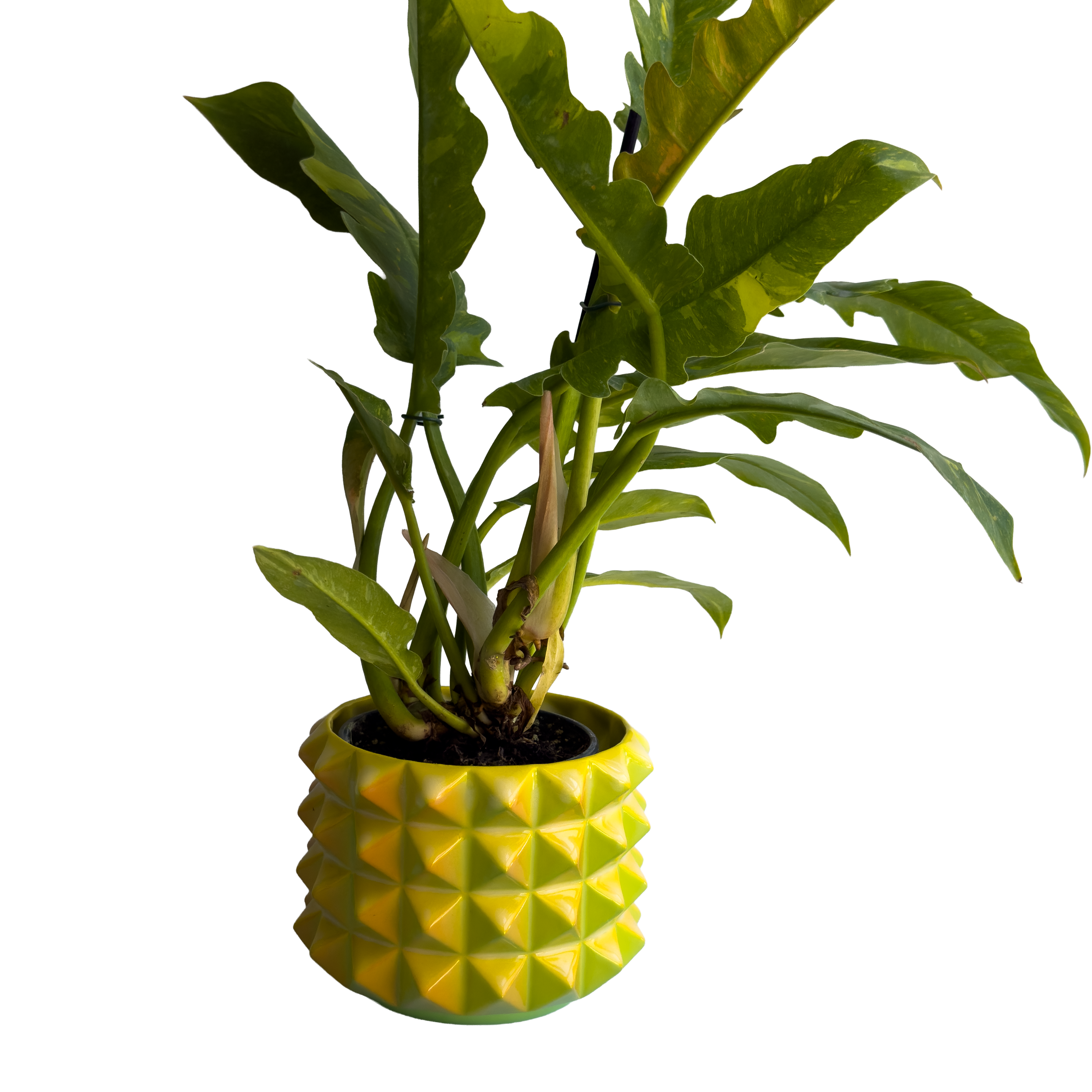 Prism Planter in Citrus