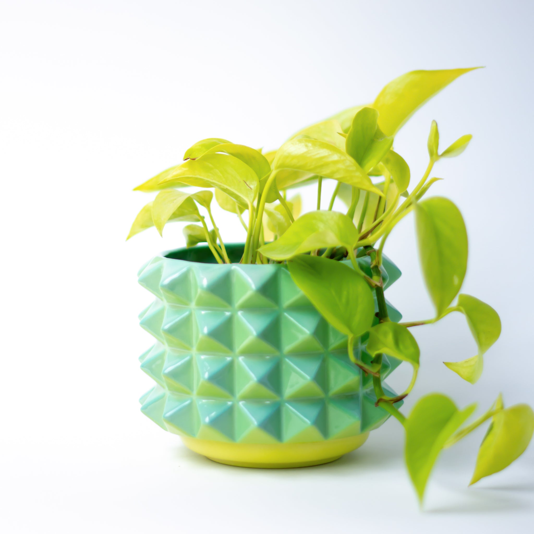 Prism Planter in Baja Blast