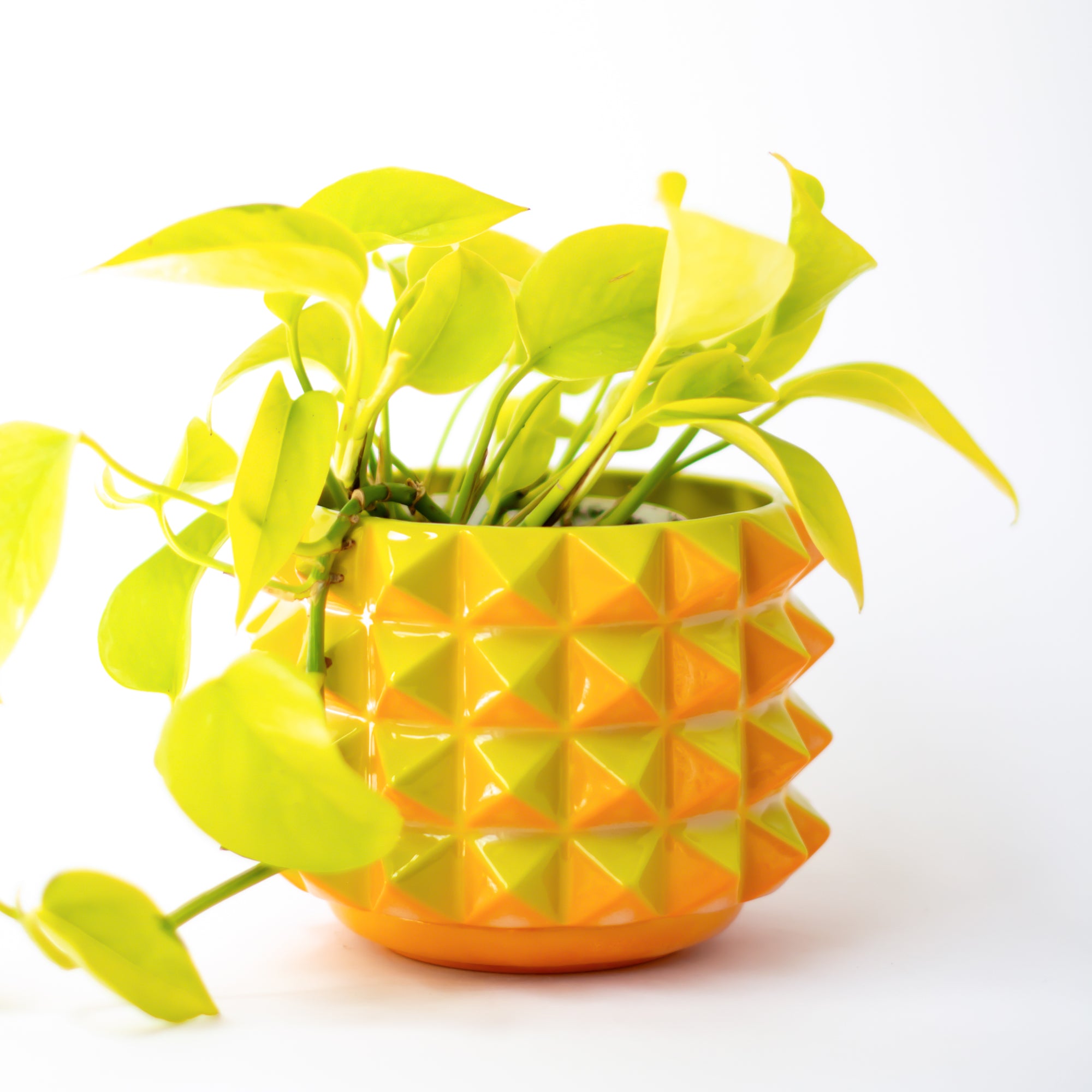 Prism Planter in Citrus