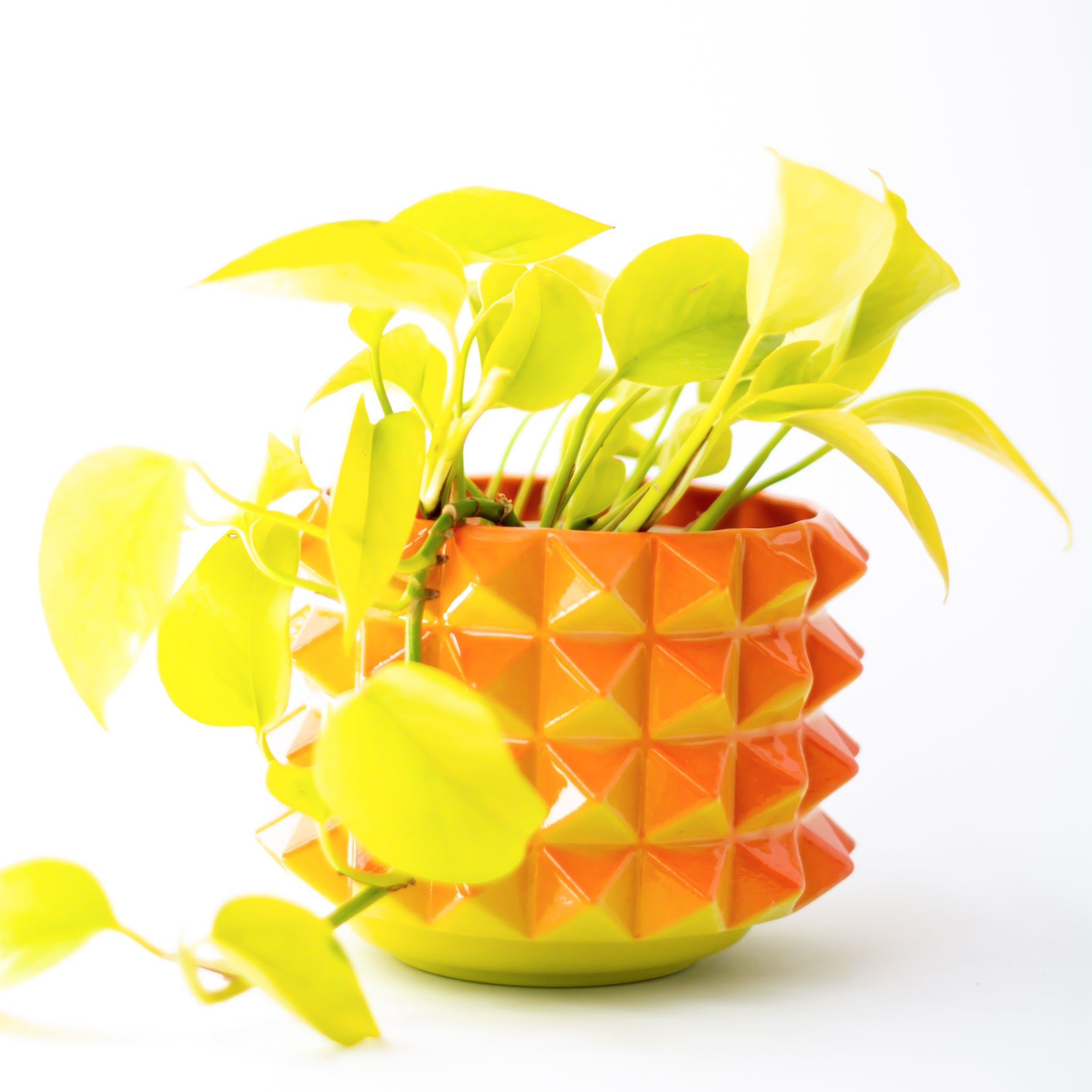 Prism Planter in Cherry Tomato